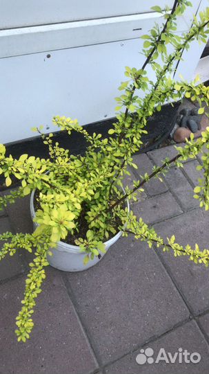 Барбарис желтый