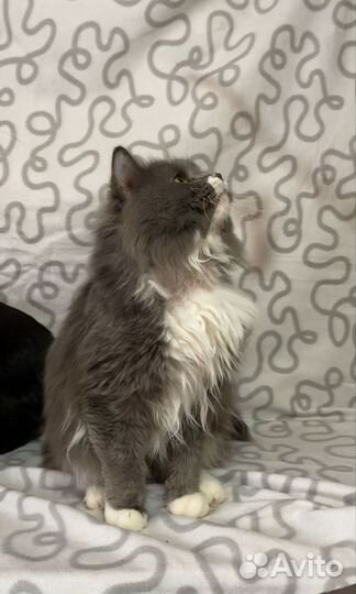 Кот в дар