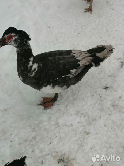 Продам Индоуток