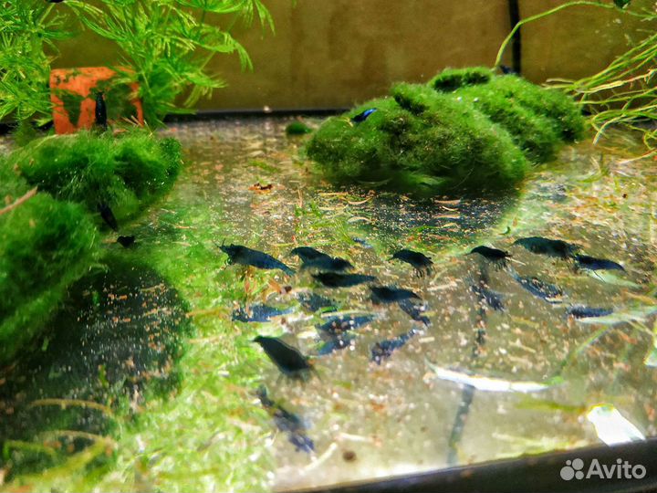 Тернеция, Барбус, Неон