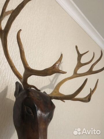 Рога оленя
