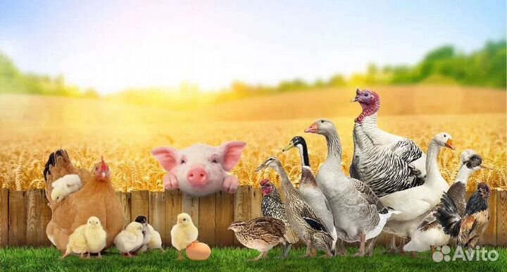 Птица, комбикорма