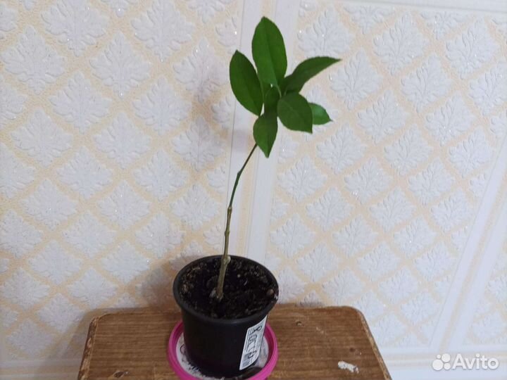 Плодоносящий лимон Лиметта Россо привитый