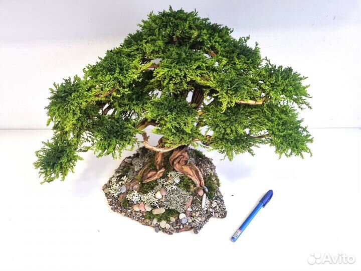Декоративное дерево Бонсай Кедр Ливанский 50*33*33