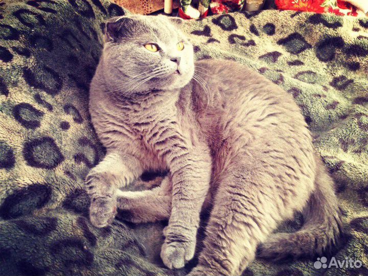 Шотландский вислоухий кот для вязки ждёт кису )