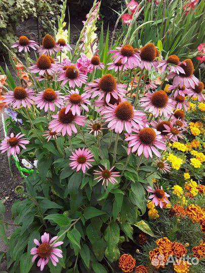 Многолетники для сада