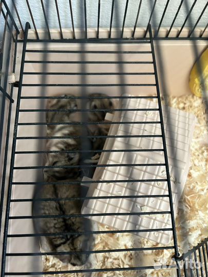 Джунгарский хомяк