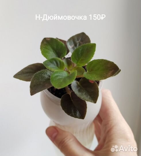 Фиалки мини (детки)