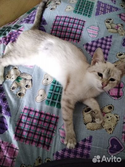 Молодая кошечка в добрые руки