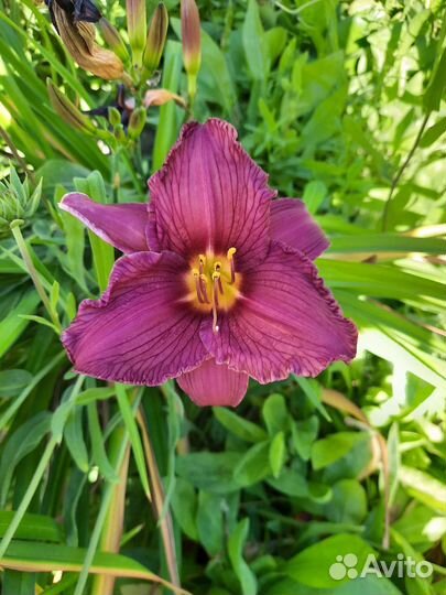 Лилейники сортовые