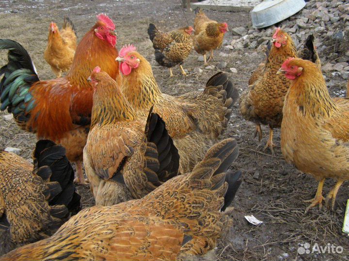 Курицы несушки домашние