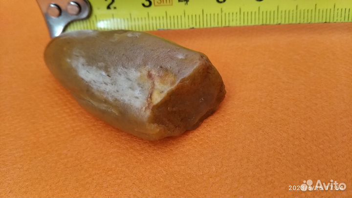 Зуб динозавра Carcharodontosaurus. Архозавра и др