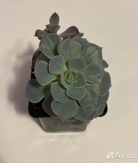 Эхеверия поллюкс Echeveria Pollux