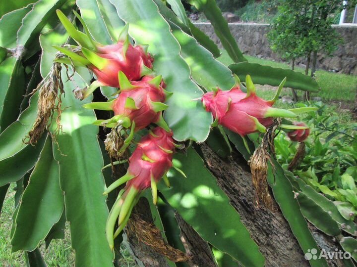 Питахайя, разные виды, семена