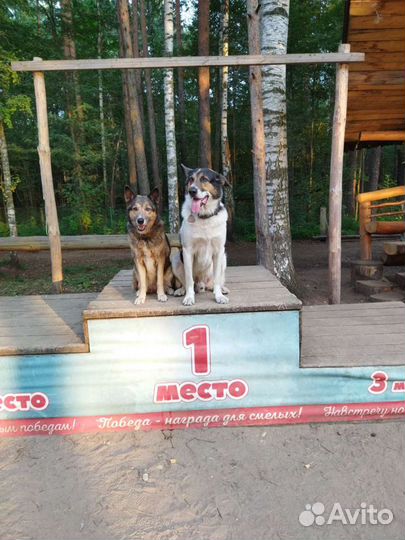 Кинолог, дрессировка, выгул, передержка, зооняня