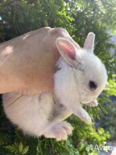 Декоративные кролики