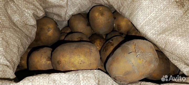 Картофель на посадку,еду, мелкий