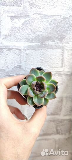 Суккуленты