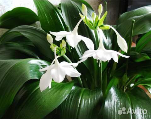 Эухарис амазонская лилия