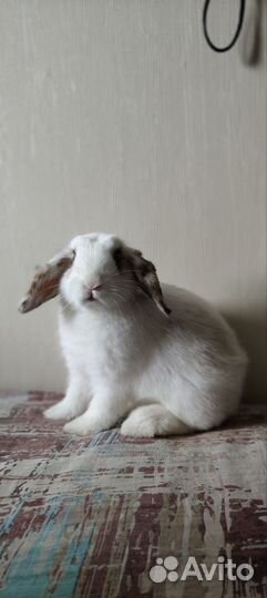 Декоративный кролик