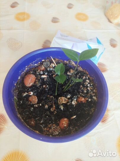 Замиокулькас