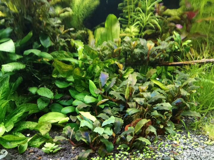 Аквариумные растения после прополки