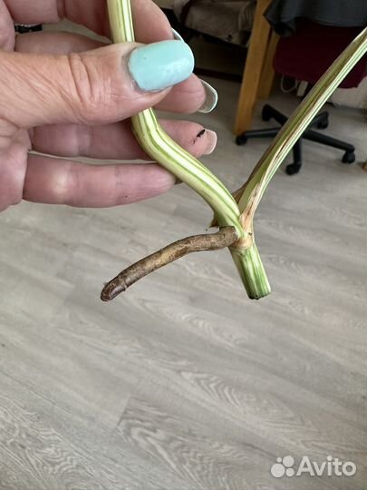 Монстера делициоза вариегатная. Крупная форма