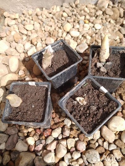 Хоста растение