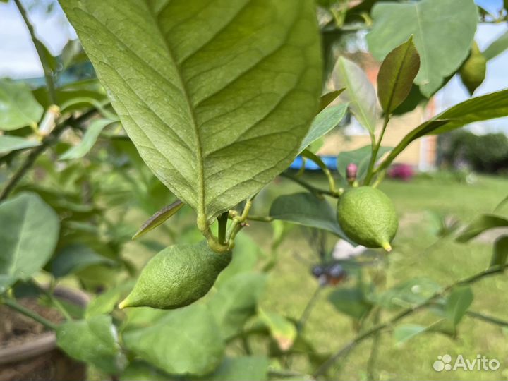 Лимон лунарио павловский укорененные черенки