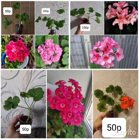 Фуксии,декабристы,глоксинии,пеларгонии