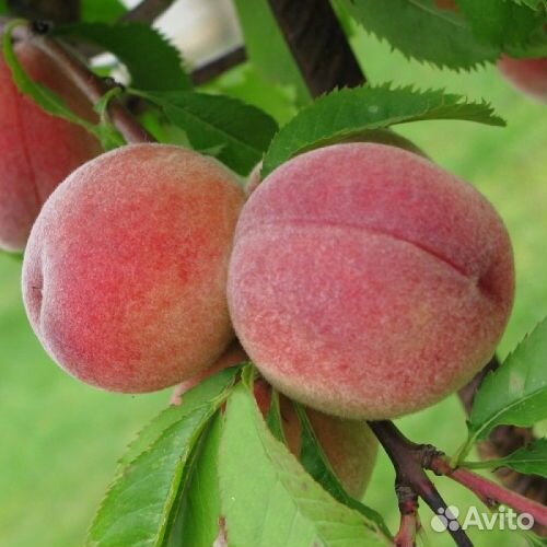 Саженцы Персика