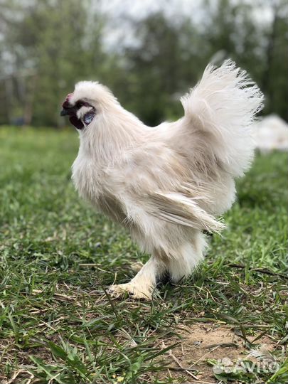 Китайская Шелковая обмен продажа петухи