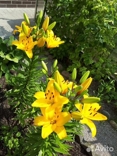 Лилия желтая