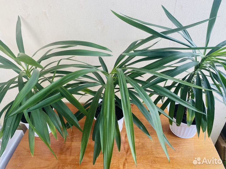 Кордилина прямая