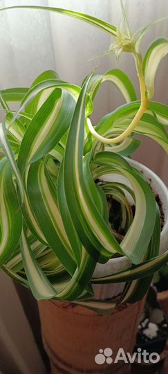 Кудрявый хлорофитум Бонни