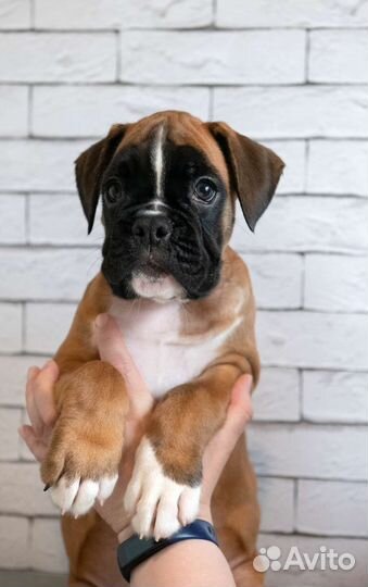 Щенки немецкого боксера