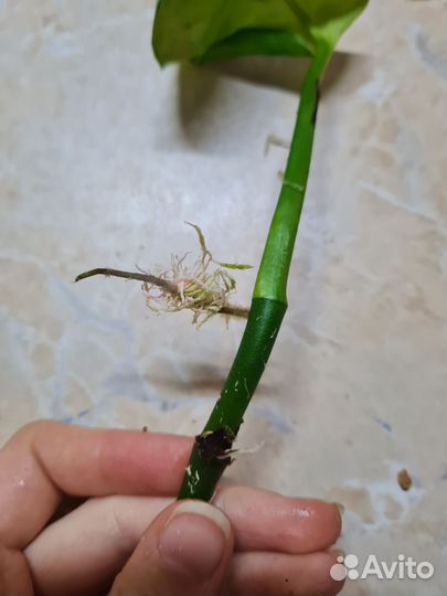 Монстера пиннатипартита