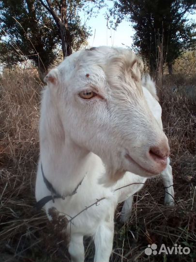 Козел для случки