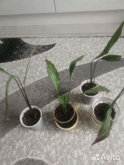 Спатифилум(женское счастье)