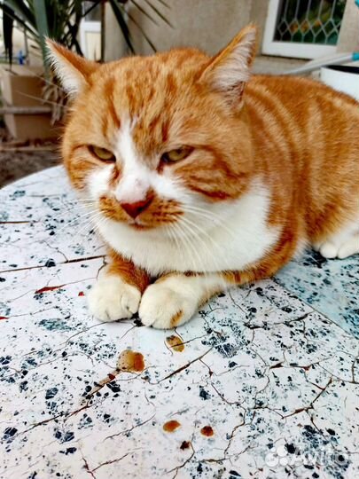 Молодой котик в добрые руки