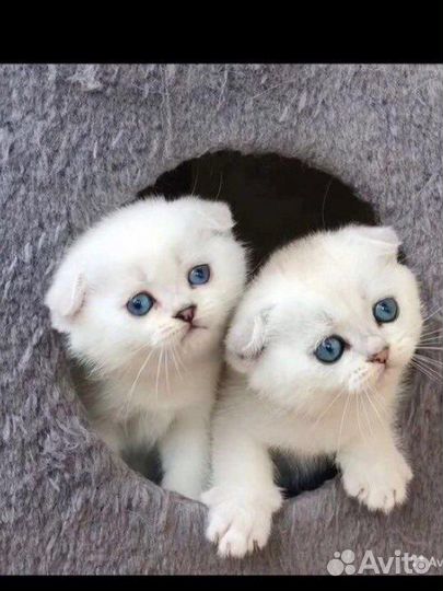 Вислоухие котята шиншилки