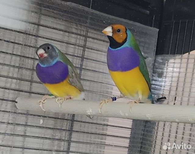 Амадины гульда