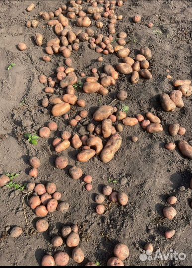 Продам картофель