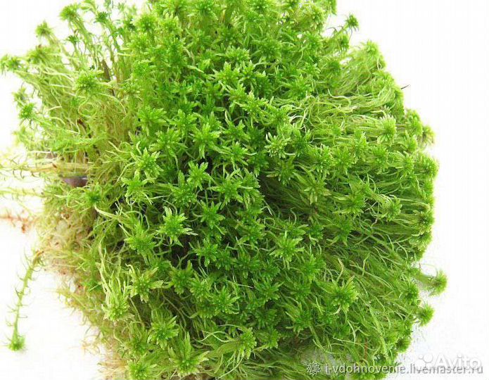 Мох сфагнум