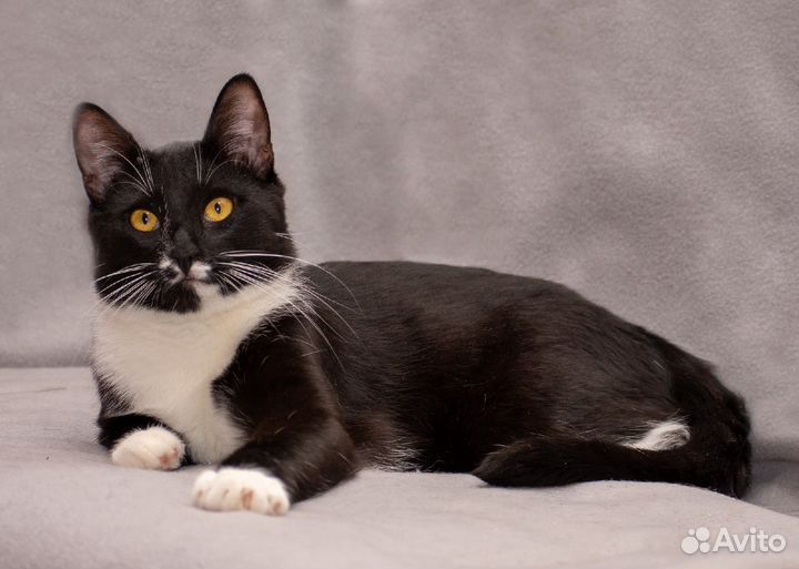 Благородный Арчи