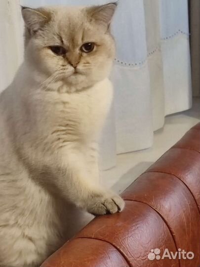 Британская золотая шиншилла вязка