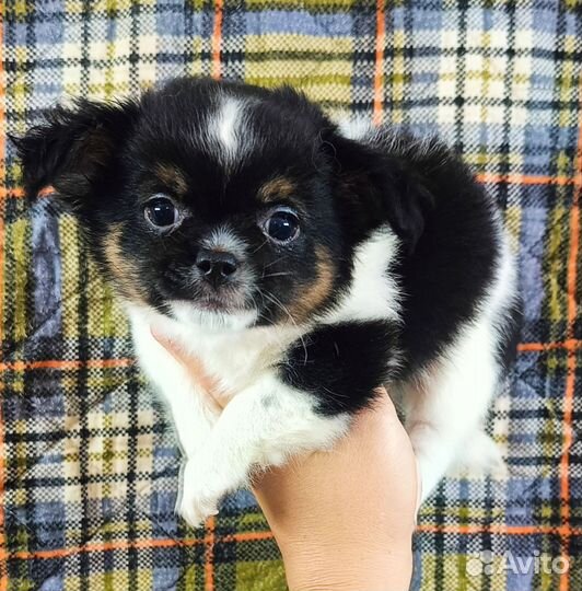 Чихуахуа мальчик триколор