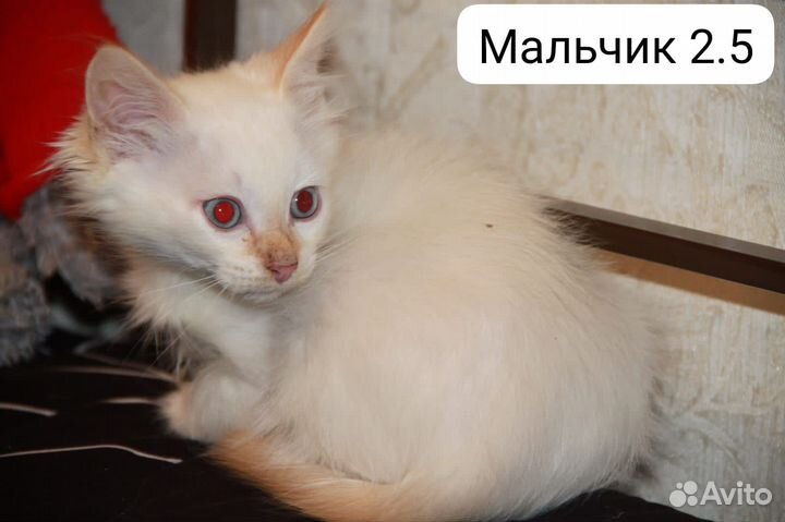 Котенок мальчик 2,5 месяца