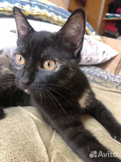 Отдам в добрые руки