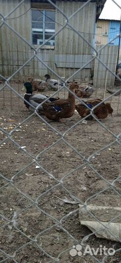 Руанскии утята